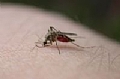 על יתושים וגירודים