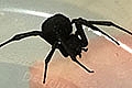 בת 11 חודשים נעקצה על  ידי עכביש מסוג "אלמנה שחורה"
