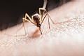 Everything you wanted to know about West Nile fever